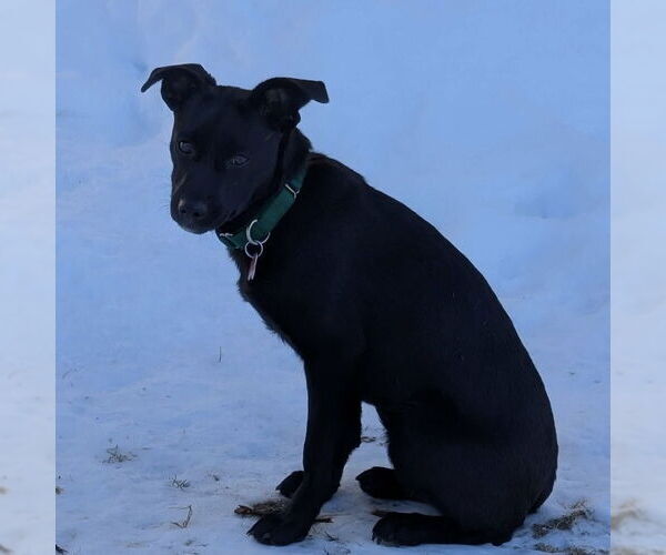 Medium Photo #3 Mountain Cur-Unknown Mix Puppy For Sale in Boston, MA, USA
