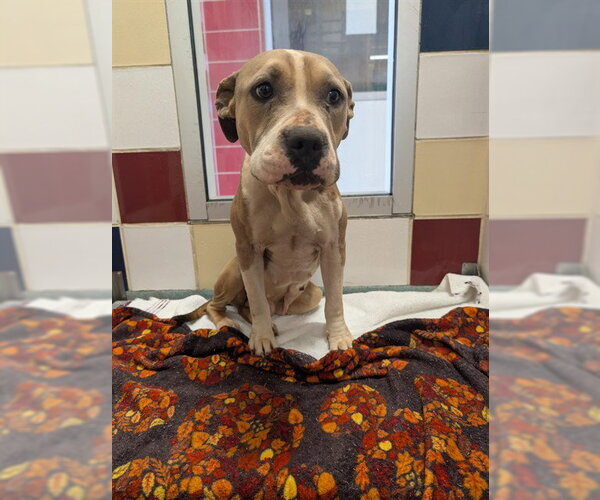 Medium Photo #1 Mutt Puppy For Sale in Plano, TX, USA