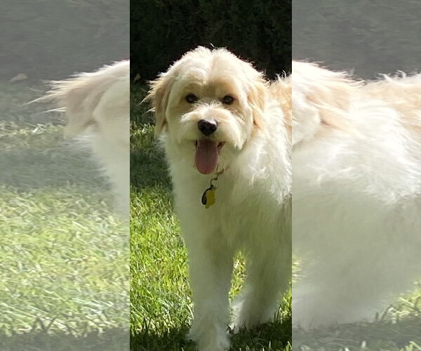 Medium Photo #2 Mutt Puppy For Sale in Sandy, UT, USA