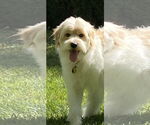 Small #1 Mutt
