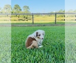 Small #3 Miniature Australian Shepherd