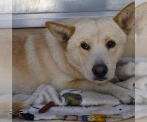 Shiba Inu-Unknown Mix Dogs for adoption in San Antonio, TX, USA