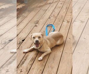 Mutt Dogs for adoption in Mooresville, NC, USA