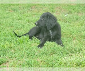 Goldendoodle Puppy for sale in CENTRALIA, IL, USA