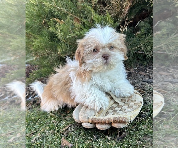 Medium Photo #1 Shih Tzu Puppy For Sale in MIDDLEBURY, IN, USA