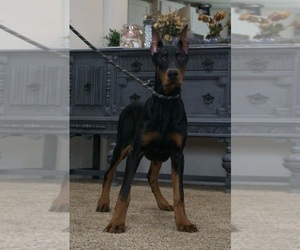 Medium Doberman Pinscher