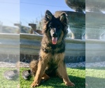 Puppy 20 WEEK OLD German Shepherd Dog
