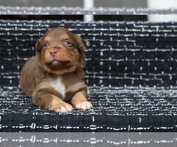 Medium Photo #2 Miniature American Shepherd Puppy For Sale in DAWSON, GA, USA