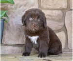 Small #4 Newfoundland