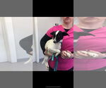 Small #5 Jack Russell Terrier Mix
