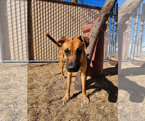 Medium Photo #2 Mutt Puppy For Sale in El Centro, CA, USA