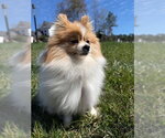 Small #3 Pomeranian Mix