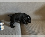 Small #5 Cocker Spaniel