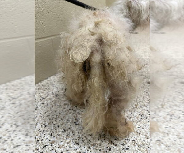 Medium Photo #19 Bichon Frise-Unknown Mix Puppy For Sale in Rootstown, OH, USA