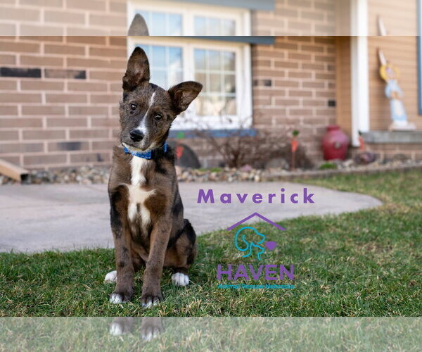 Medium Photo #2 Mutt Puppy For Sale in Omaha, NE, USA