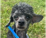 Small #4 Poodle (Toy)