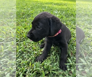 Labrador Retriever Puppy for sale in AMHERST, VA, USA