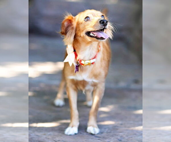 Medium Photo #14 Chiweenie Puppy For Sale in Corona, CA, USA