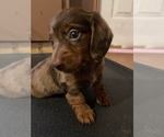 Small Photo #10 Dachshund Puppy For Sale in ROCK HILL, SC, USA