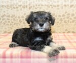 Small #1 Schnauzer (Miniature)