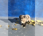 Small Photo #16 Australian Shepherd-Saint Bernard Mix Puppy For Sale in BAKERSFIELD, CA, USA