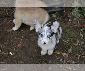 Pembroke Welsh Corgi Puppy for sale in OROFINO, ID, USA