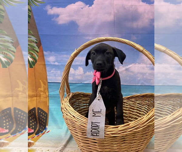 Medium Photo #3 Catahoula Leopard Dog-Labrador Retriever Mix Puppy For Sale in Sanford, FL, USA