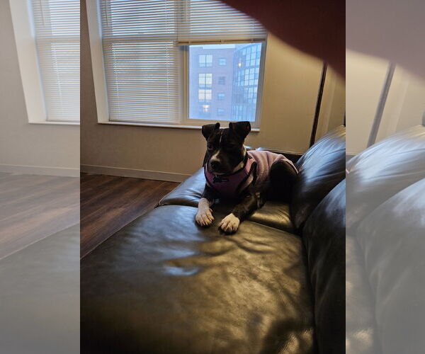 Medium Photo #1 Mutt Puppy For Sale in Plainfield, IL, USA