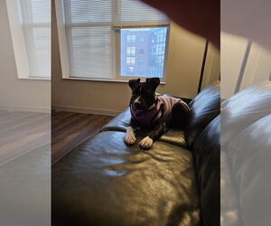 Mutt Dogs for adoption in Plainfield, IL, USA