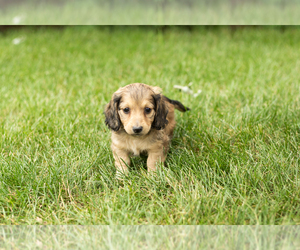 Dachshund Puppy for sale in MILFORD, IN, USA