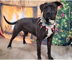 Small #5 American Pit Bull Terrier-Red Heeler Mix