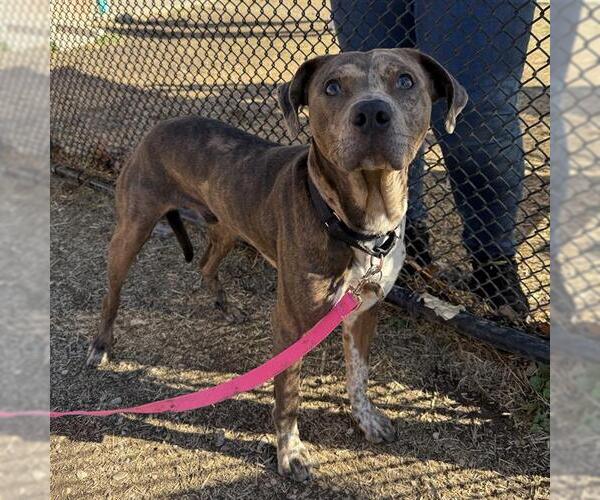 Medium Photo #1 Catahoula Leopard Dog-Unknown Mix Puppy For Sale in San Antonio, TX, USA