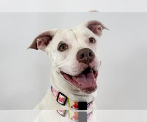 American Pit Bull Terrier Dogs for adoption in Fort Collins, CO, USA