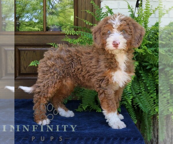 Medium Photo #4 Bernedoodle (Miniature) Puppy For Sale in NARVON, PA, USA