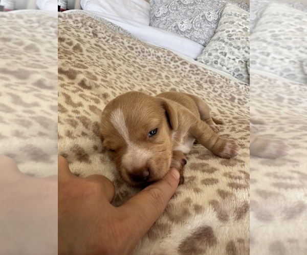 Medium Photo #3 Dachshund Puppy For Sale in SAN DIEGO, CA, USA