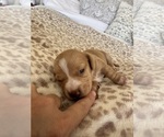 Small #2 Dachshund