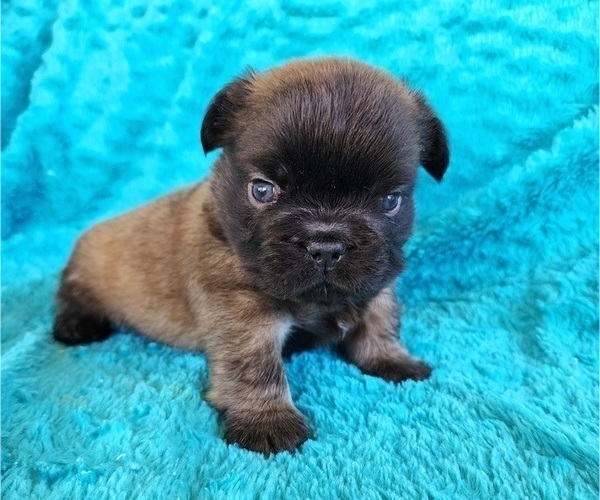 Medium Photo #5 French Bulldog Puppy For Sale in LAS VEGAS, NV, USA