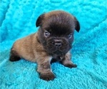 Small #4 French Bulldog