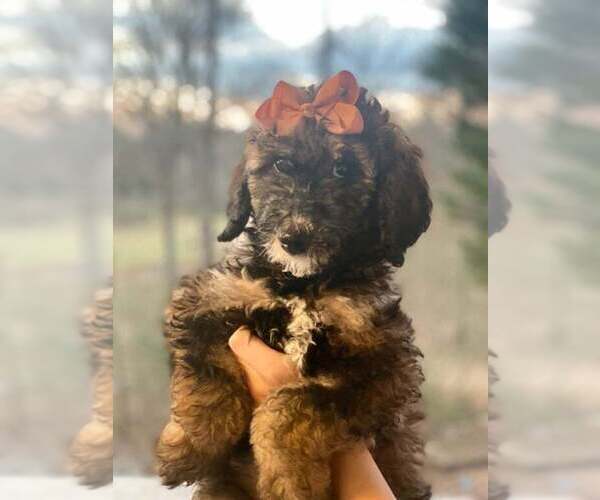 Medium Photo #1 Bernedoodle-Poodle (Standard) Mix Puppy For Sale in ARAGON, GA, USA