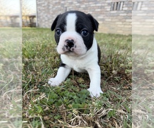 Boston Terrier Puppy for sale in GARFIELD, AR, USA