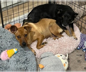 Elana - Female Rat Terrier-Unknown Mix Dog for Adoption - Photo #2