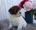 Small Photo #3 Pom-A-Poo-Poodle (Miniature) Mix Puppy For Sale in HONEY BROOK, PA, USA