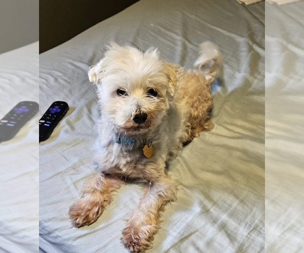 Medium Photo #2 Maltese-Unknown Mix Puppy For Sale in Rockville, MD, USA