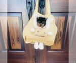 Image preview for Ad Listing. Nickname: cute puppy