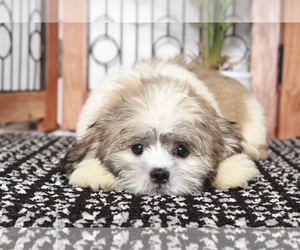 Shih Tzu Puppy for sale in NAPLES, FL, USA