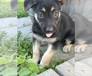 German Shepherd Dog Puppy for sale in GLOUCESTER, VA, USA