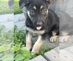 Small German Shepherd Dog