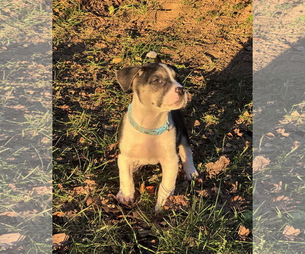 Medium Photo #3 American Staffordshire Terrier-Unknown Mix Puppy For Sale in Holly Springs, NC, USA