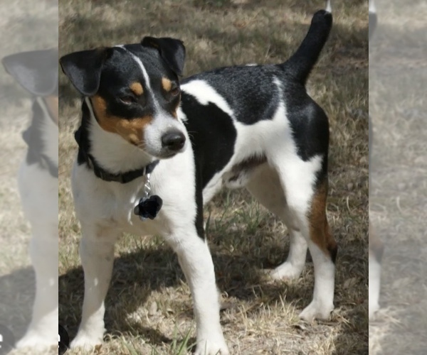 Medium Photo #1 Jack Russell Terrier Puppy For Sale in MOUNT CARMEL, PA, USA