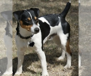 Father of the Jack Russell Terrier puppies born on 06/05/2025